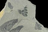Pennsylvanian Fossil Fern (Neuropteris?) Plate - Kentucky #137730-2